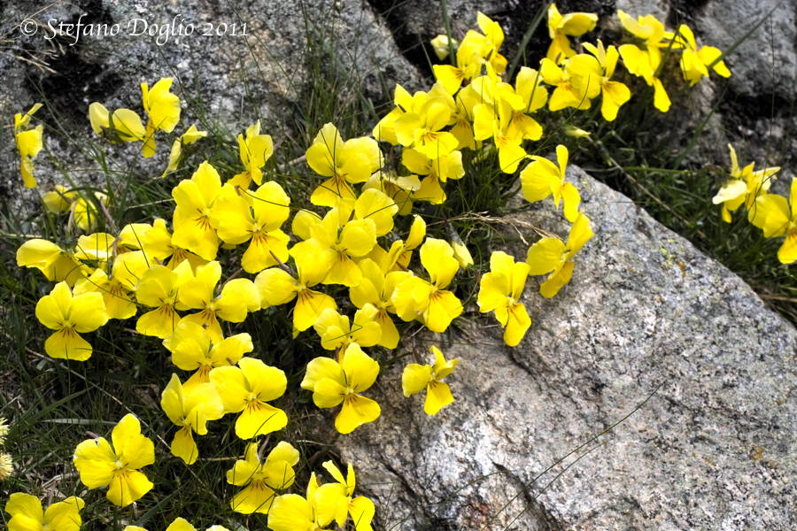 Viola calcarata subs. cavillieri